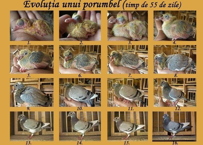 evolutia - Porumbei