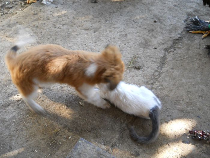 DSCN6881 - Animalute la Amara