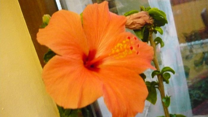 Picture 3163 - x 2013 hibiscus rosa sinesis 3