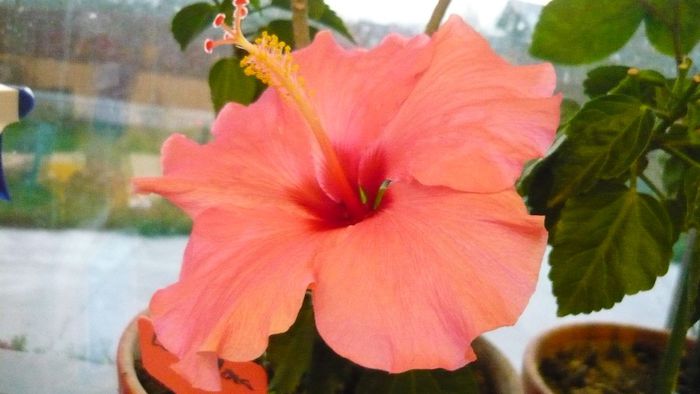 Picture 3156 - x 2013 hibiscus rosa sinesis 3