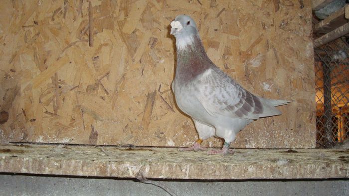 DSC02680 - MASCULI - poze noi 23-10-2013