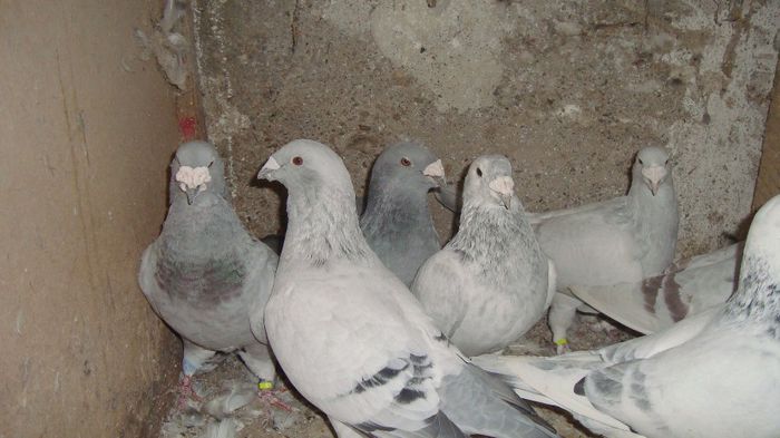 DSC02687 - MASCULI - poze noi 23-10-2013