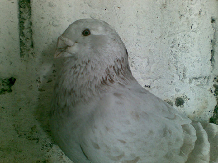 Argintiu2006 - porumbei standard
