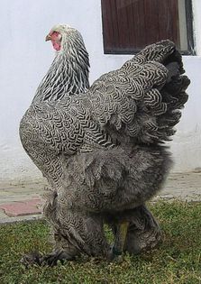 3 gaini din matca lui Attila