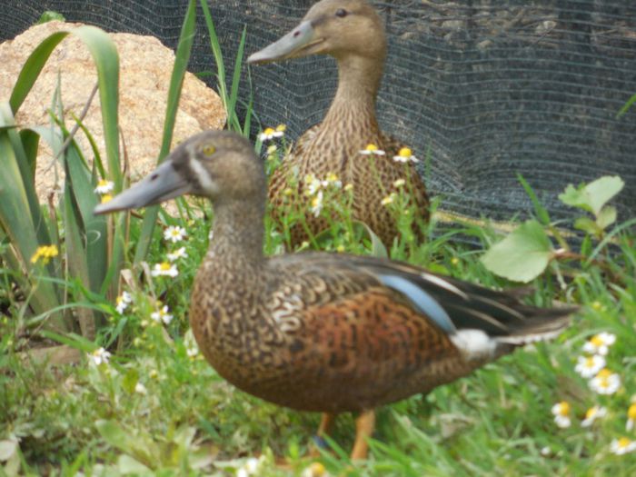  - RATE EXOTICE-exotic ducks