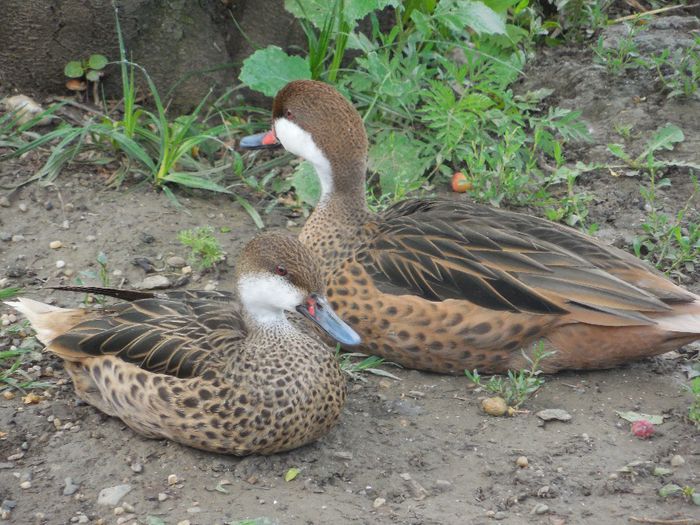 DSCN2235 - RATE EXOTICE-exotic ducks