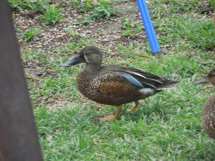 DSCN2237 - RATE EXOTICE-exotic ducks