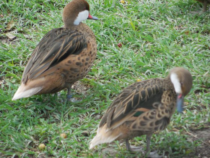 DSCN2238 - RATE EXOTICE-exotic ducks