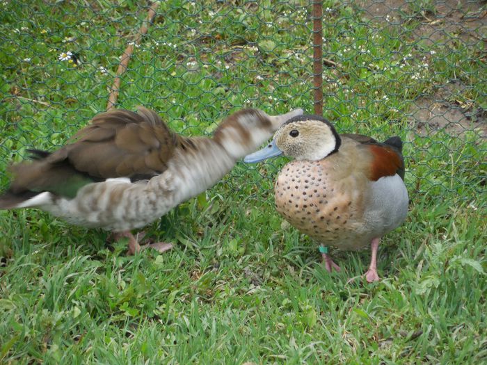 DSCN2241 - RATE EXOTICE-exotic ducks
