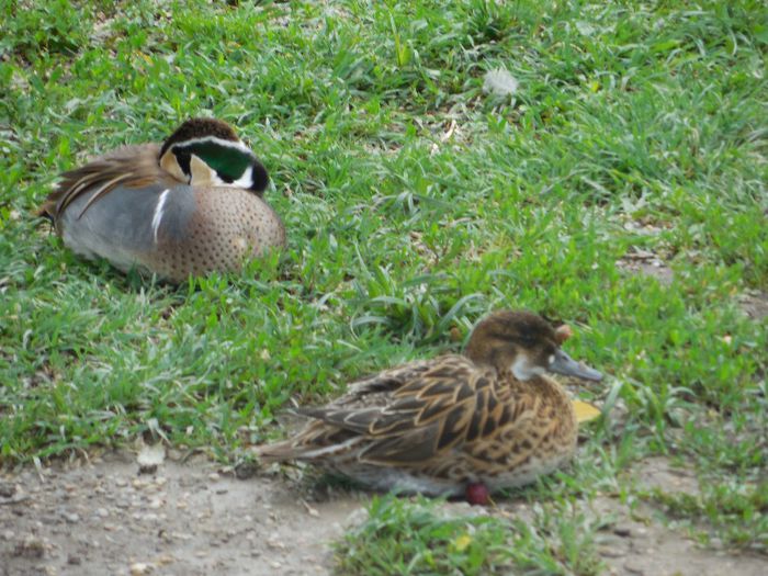 DSCN2254 - RATE EXOTICE-exotic ducks