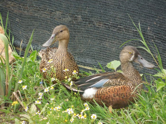 DSCN2256 - RATE EXOTICE-exotic ducks