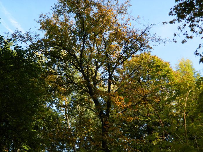 DSCN5717
