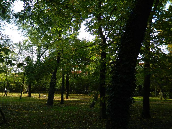 DSCN5718 - TIMISOARA PARCUL BOTANIC