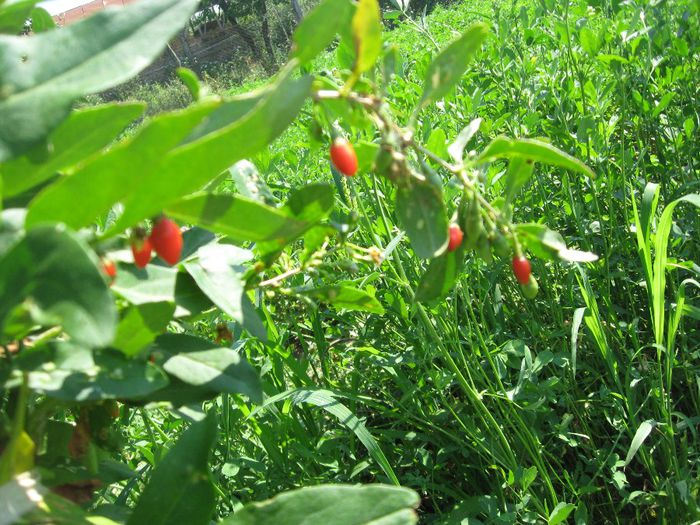 Plantele mele, prima vara de productie - Plante goji de vanzare