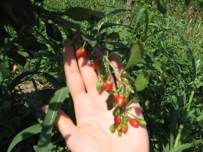 In continuu flori si fructe,pana toamna tarziu