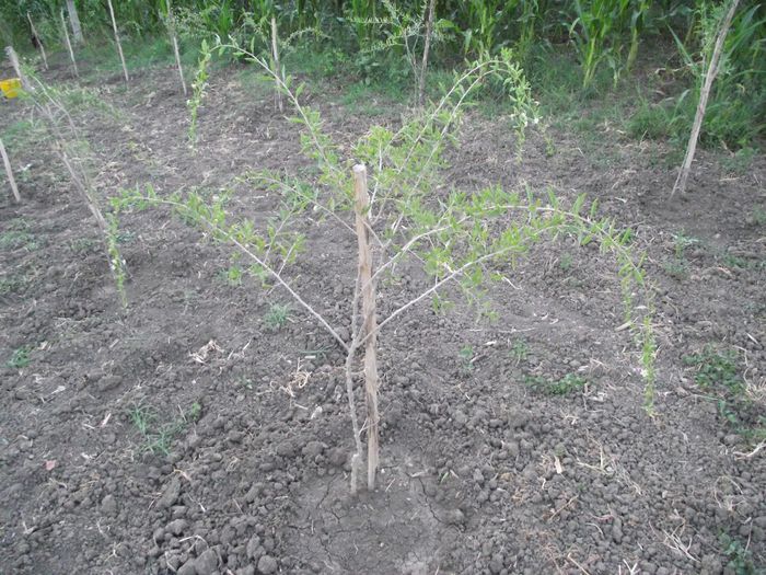arbusti goji in prima plantatie de goji din Romania - Fructe goji - VANZARE PLANTE GOJI INMULTITE DIN BUTASI - GOJI ROMANIA