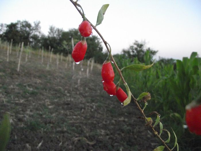 Primele fructe in plantatie - Fructe goji - VANZARE PLANTE GOJI INMULTITE DIN BUTASI - GOJI ROMANIA
