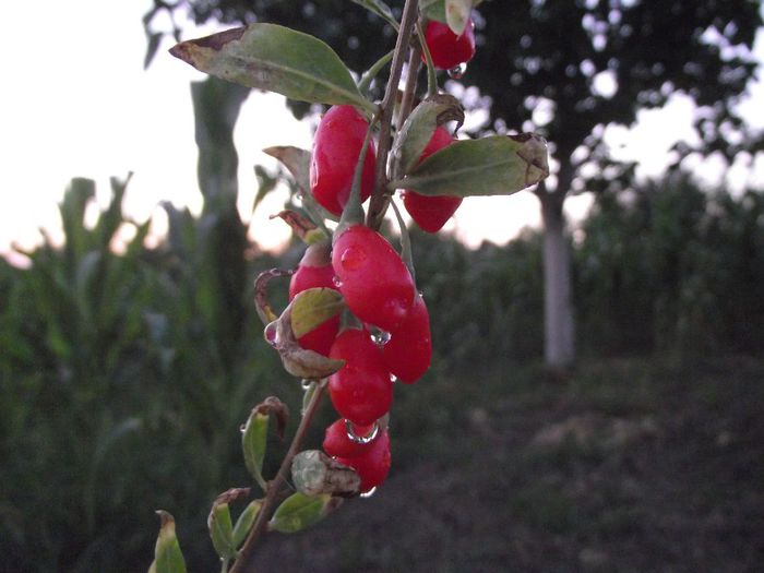 Crenguta cu fructe goji - Fructe goji - VANZARE PLANTE GOJI INMULTITE DIN BUTASI - GOJI ROMANIA