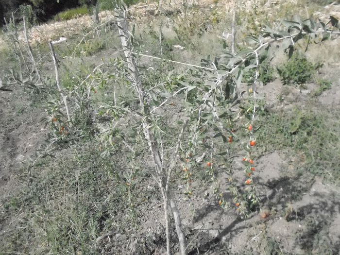 In plantatia de goji toamna 2012-2