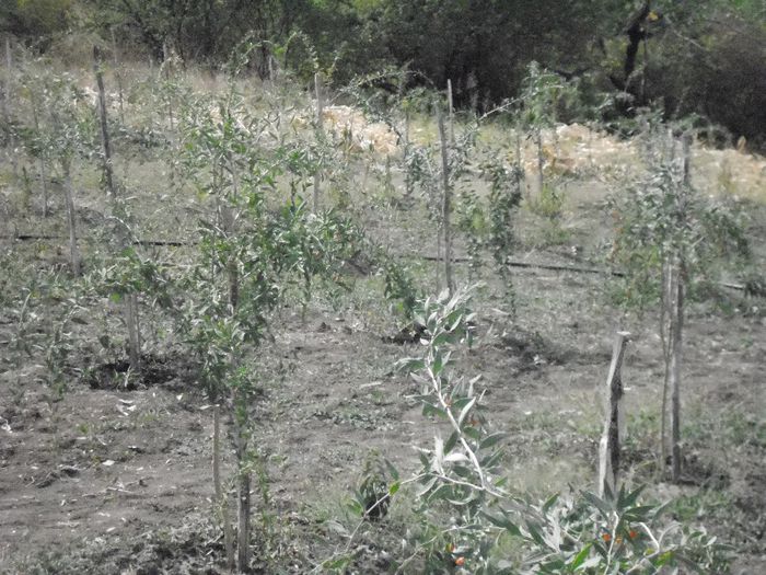 In plantatia de goji toamna 2012-7
