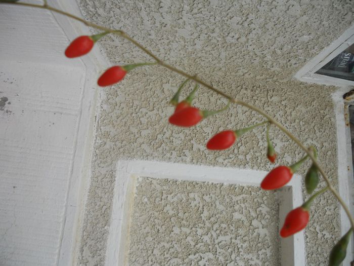 Fructe goji planta in ghiveci 2011