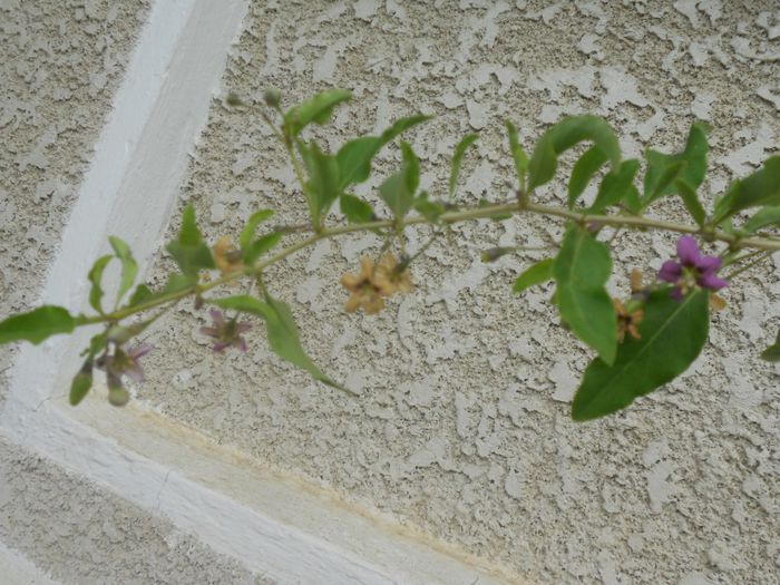Ramura goji cu flori