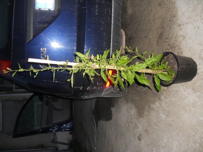 Planta goji in ghiveci