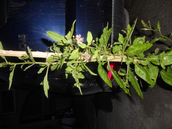 Varf goji seara