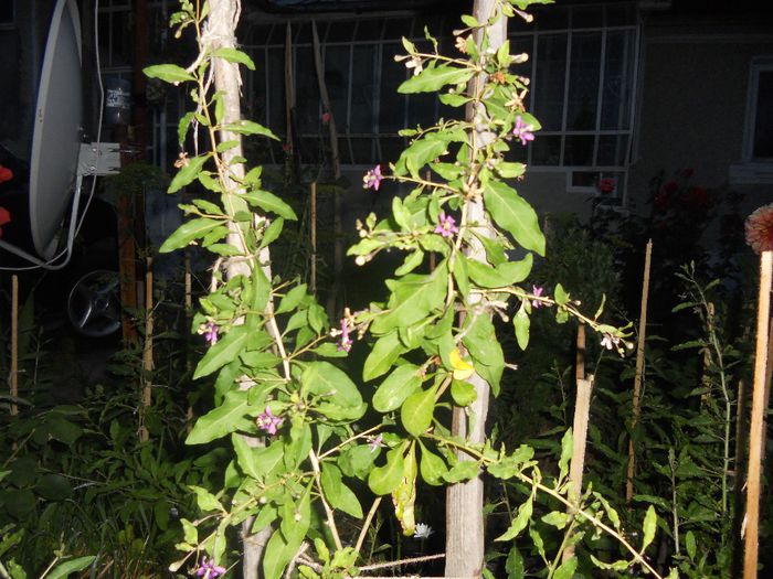 Planta goji in gradina seara