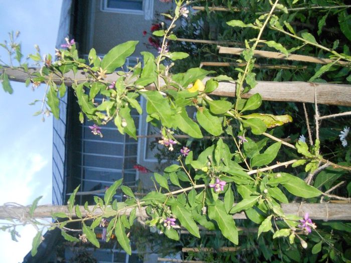 Planta goji in gradina ziua