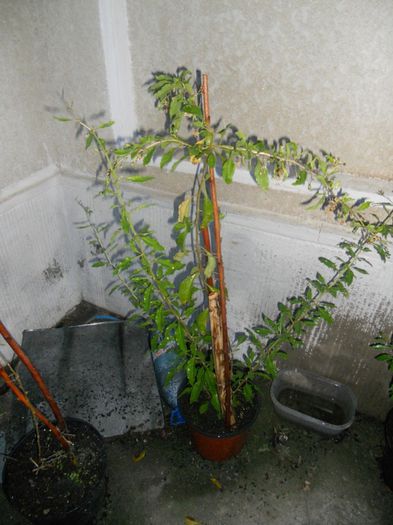 Planta goji in ghiveci-2011