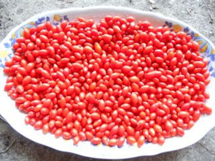 Prima mica productie-plantele din ghiveci-2011