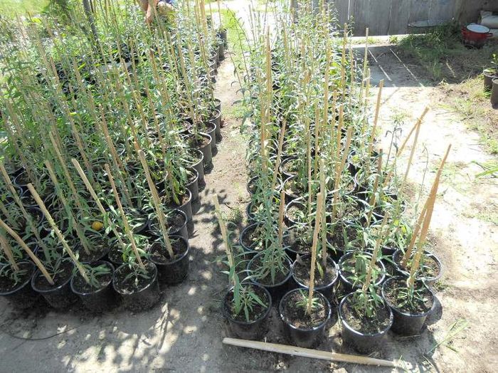 Plante goji mari si mici 2011