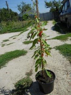 Planta goji cu fructe