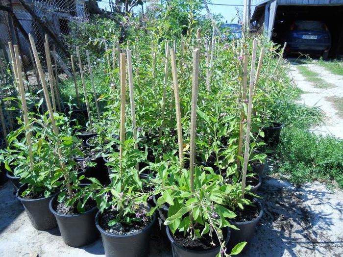 Goji 40-50cm
