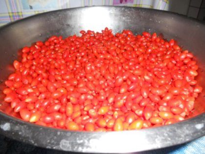 Productie goji in anul 2012