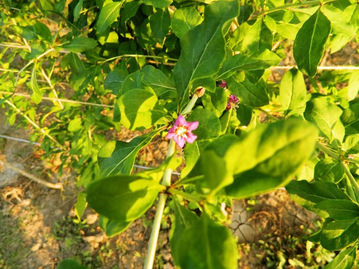Floare goji big