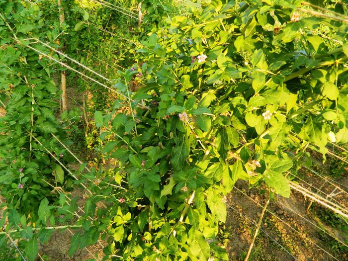 Flori pe ramuri goji