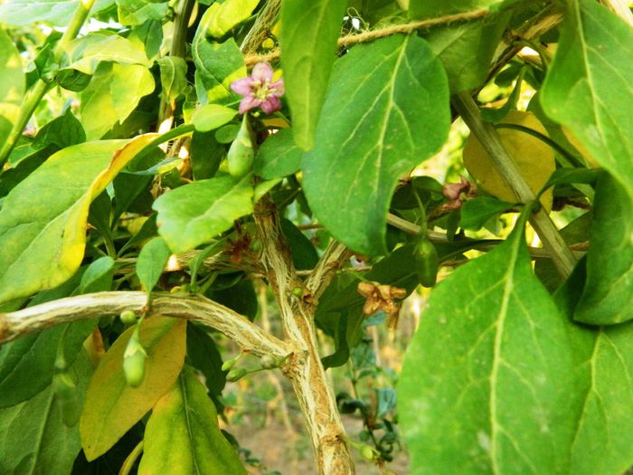Ramura goji big