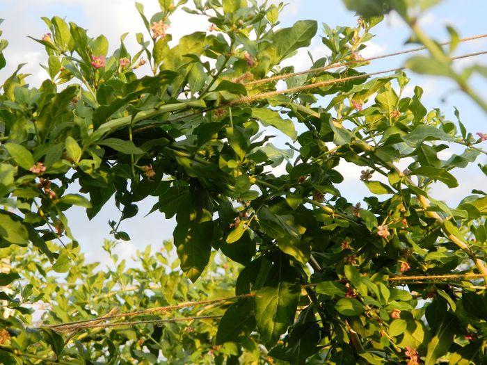 Ramura goji 3