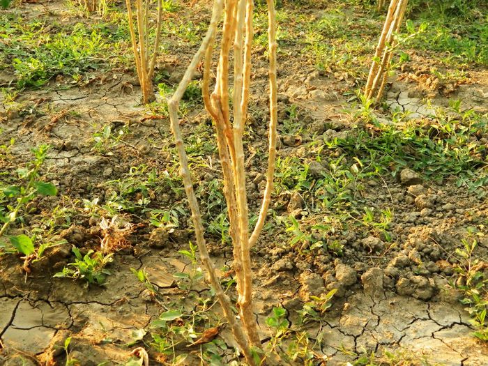 Goji lasat cu mai multe ramuri de jos-2