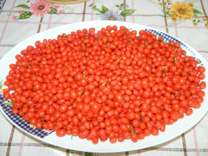Goji big primele fructe 2013