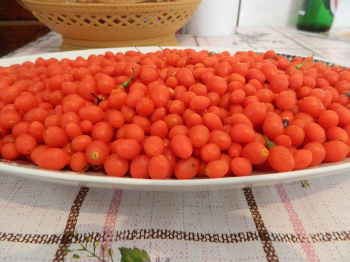 Goji big primele fructe 2013-2