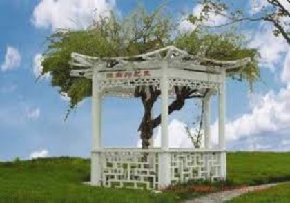 Arbust goji in China