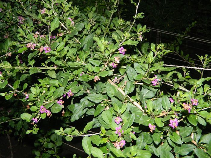 Flori goji din abundenta-2
