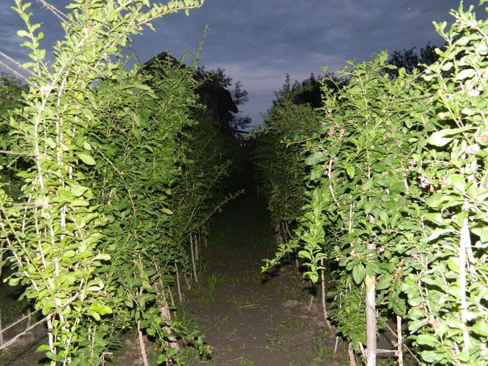Rand goji seara in pepiniera-2