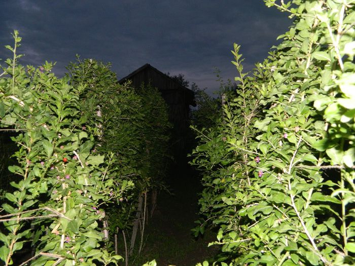 Rand goji seara in pepiniera-3