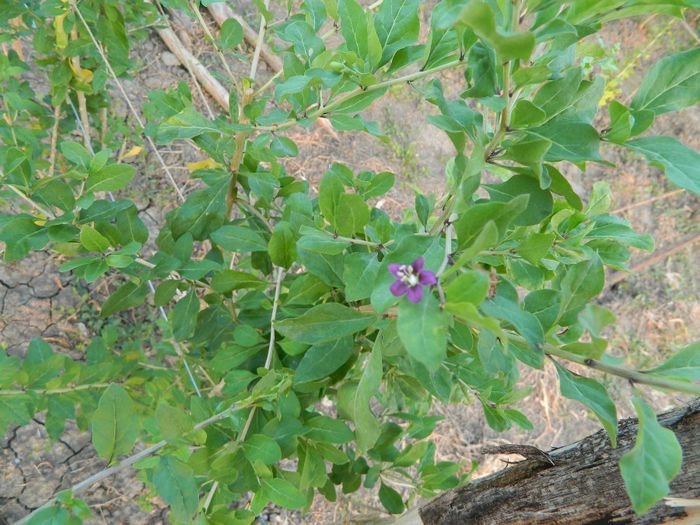 goji big-3
