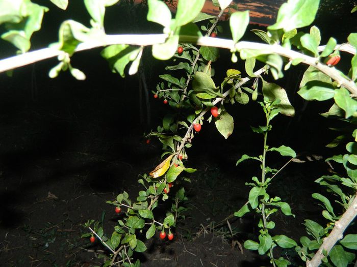 goji big 4
