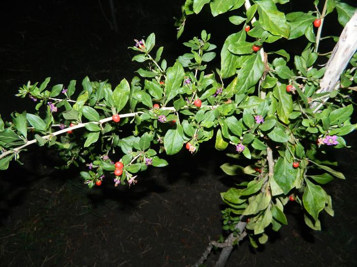 goji big 5